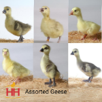 Picture of Hatchery Choice Geese- Straight Run