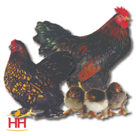 Picture of Golden Laced Cochin Bantam- Straight Run