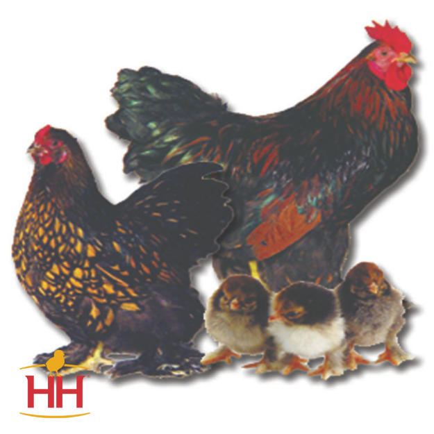 Picture of Golden Laced Cochin Bantam- Straight Run