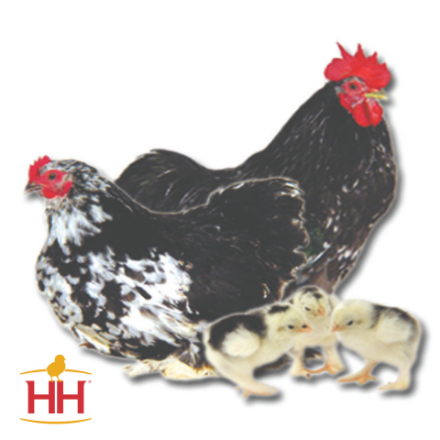 Picture of Mottled Cochin Bantam- Straight Run