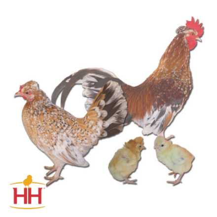Picture of Pyncheon Bantam- Straight Run