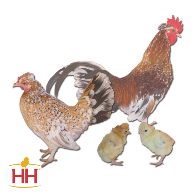 Picture of Pyncheon Bantam- Straight Run