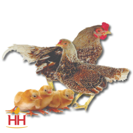 Picture of White Laced Red Cornish Bantam- Straight Run