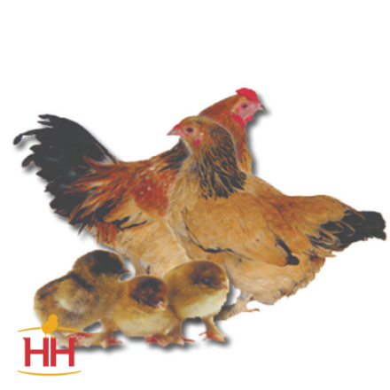 Picture of Buff Brahma Bantam- Straight Run