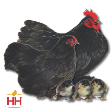Picture of Black Cochin Bantam- Straight Run