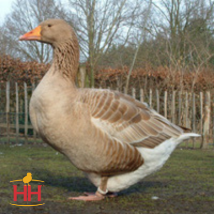 Picture of American Buff Geese- Straight Run