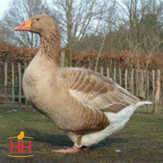 Picture of American Buff Geese- Straight Run