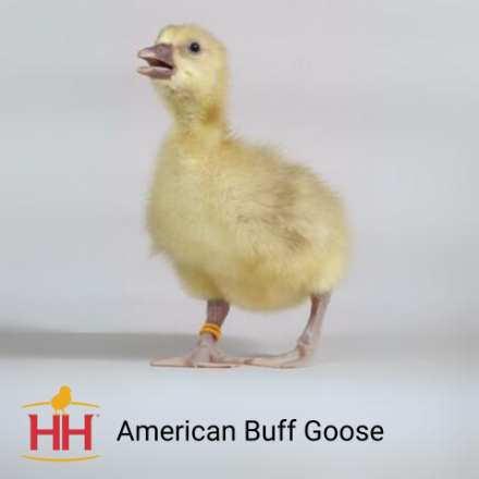 Picture of American Buff Geese- Straight Run