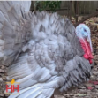 Picture of Blue Slate Turkey- Straight Run