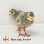Picture of Blue Slate Turkey- Straight Run
