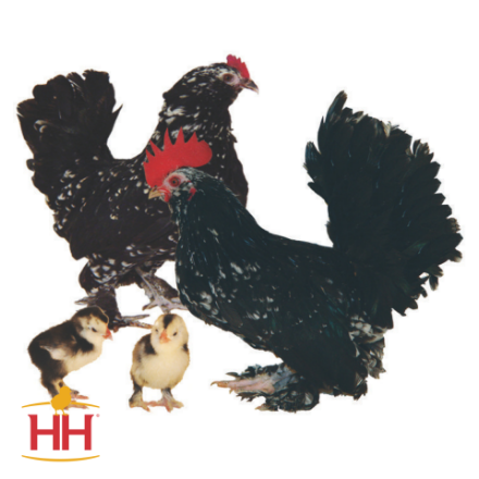 Picture of Black Mottled d'Uccle Bantam- Straight Run