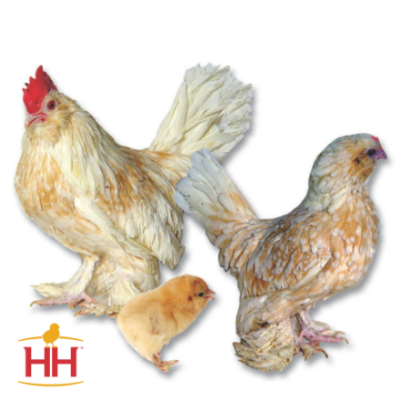 Picture of Golden Neck d'Uccle Bantam- Straight Run