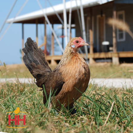 Picture of Yellow Partridge Dutch Bantam- Straight Run