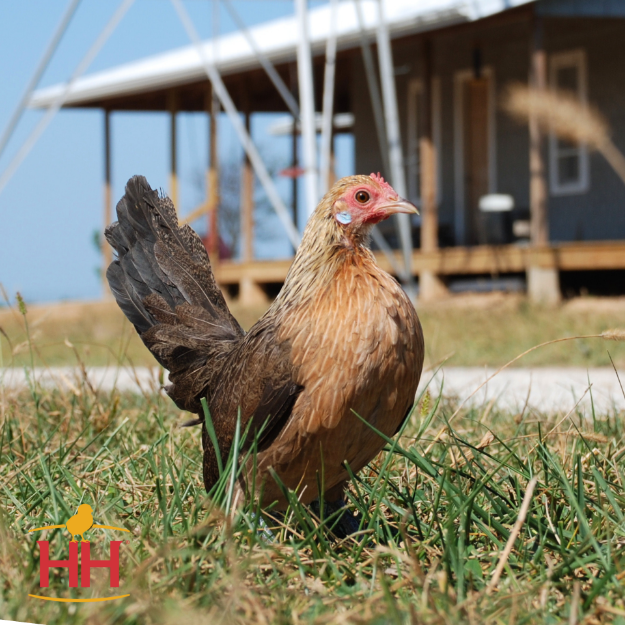 Picture of Yellow Partridge Dutch Bantam- Straight Run