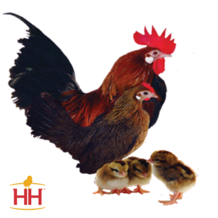 Picture of Golden Partridge Dutch Bantam- Straight Run