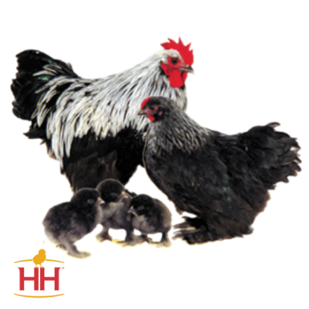 Picture of Birchen Cochin Bantam- Straight Run