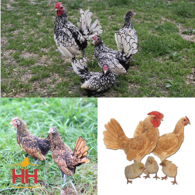 Picture of Assorted Sebright Bantams